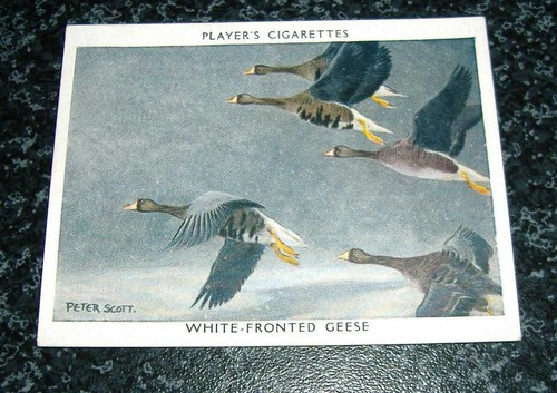 John player wildfowl - player,