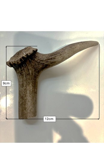 Fallow deer antler - fallow,