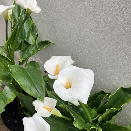 Small arum cala lily plant - small,