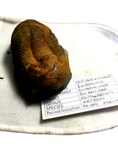 A super example of the