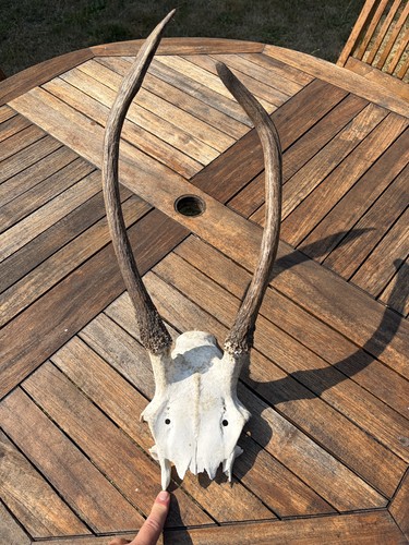 Genuine red stag pricket - red,