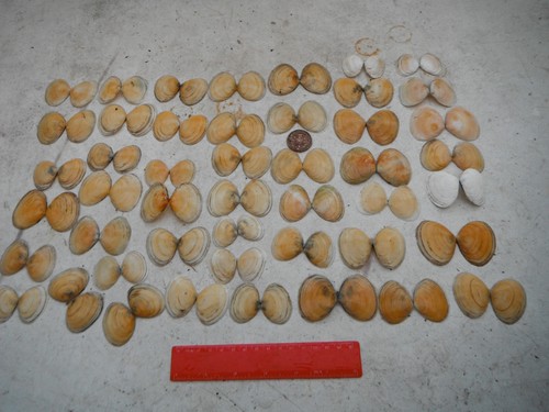 Job lot whole furrow - job,