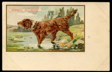 IRISH RED SETTER DOG COLOUR