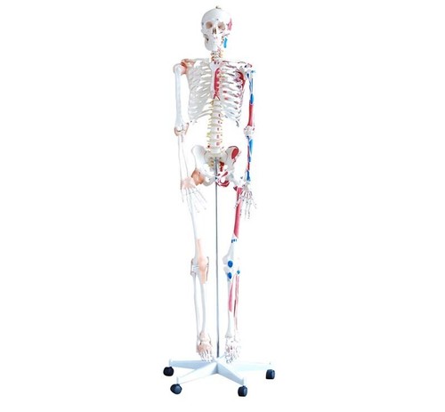 Model anatomy professional - anatomy,