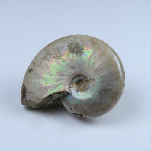 Iridescent ammonite fossils - ammonite,