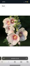 GIANT HOLLYHOCKS 200+ SEEDS (2