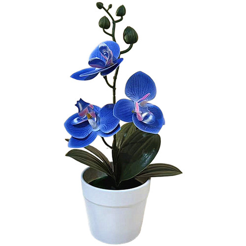 Phalaenopsis orchid bonsai - phalaenopsis,