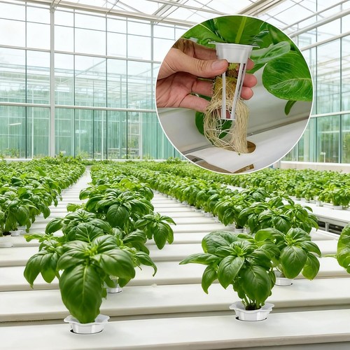 100 pcs hydroponics - 100,