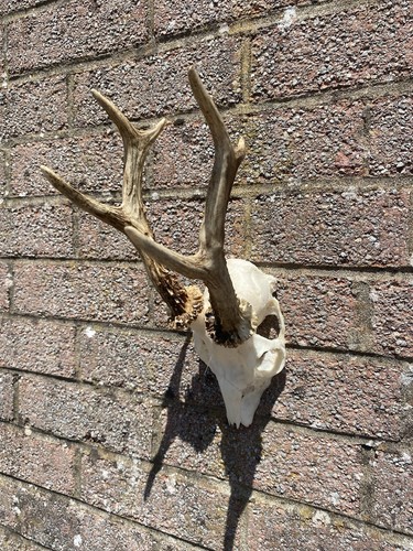 Roe deer antlers - deer, skull