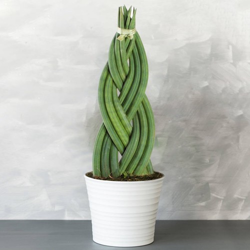 Sansevieria twister snake - sansevieria,