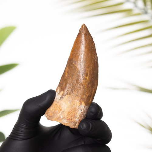 Inch african t rex - t.,