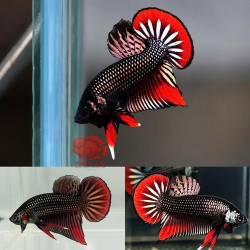 Wild betta imbellis copper - wild, red