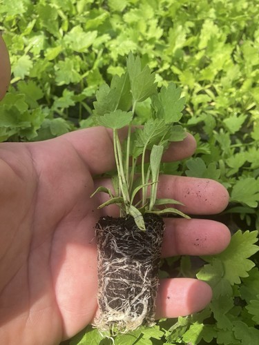 Parsnips tender true x6 - &,