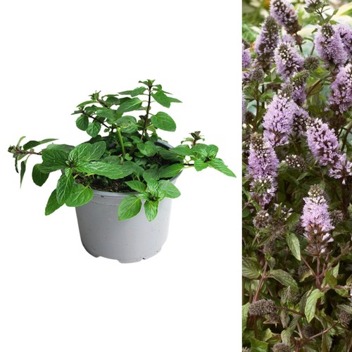 Black peppermint mint - black, herb