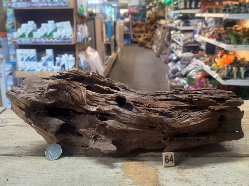 Medium natural bogwood - natural,