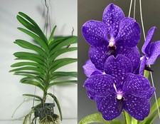 Vanda pachara delight, blue Vanda, Large Orchid Plant, RARE