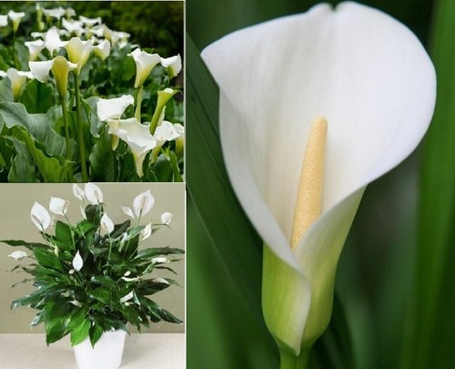 Calla lily zantedeschia - lily, (zantedeschia