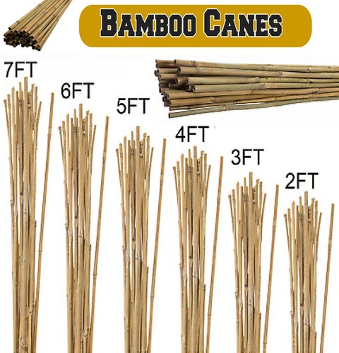 Bamboo canes garden - canes, natural