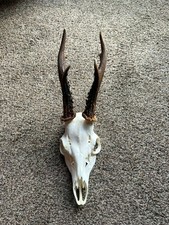 Deer Skull with antler