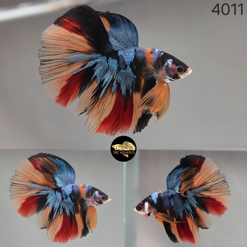 Live betta fish fancy - live,