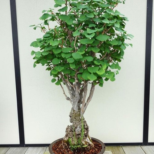 Ginkgo biloba bonsai tree - biloba,