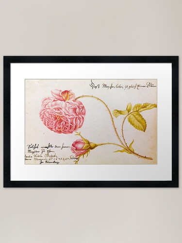 Vintage botanical flower - vintage,