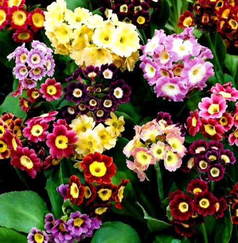 Plug plants primula - 4,