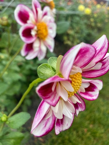 Dahlia bumble rumble - dahlia, rumble'