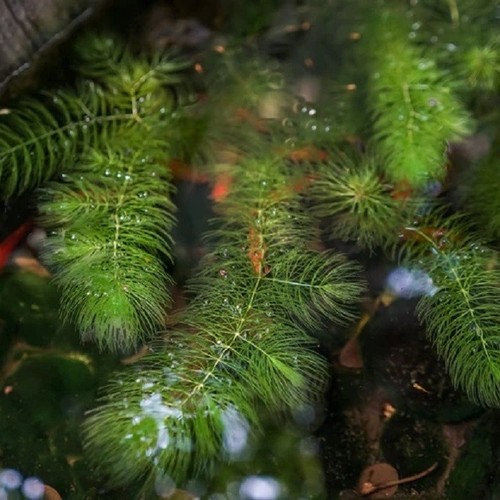 Hornwort for pond aquarium - 6x,
