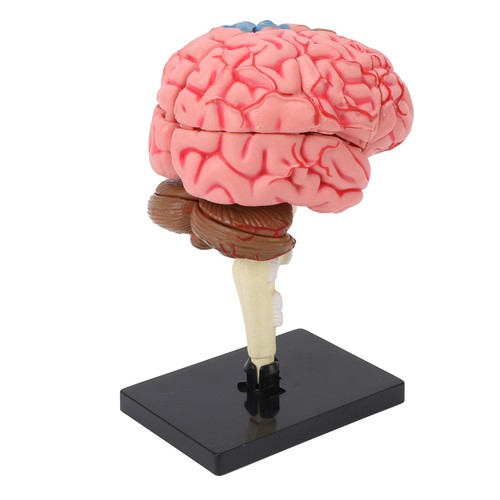Human brain anatomical model - anatomical,