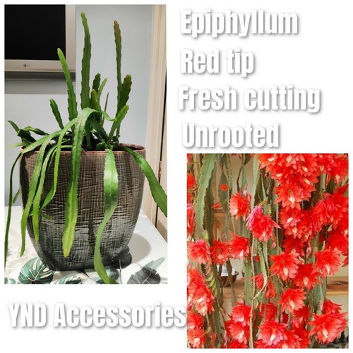 Rare epiphyllum red - epiphyllum,