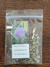 Devil's Bit Scabious Seeds, UK