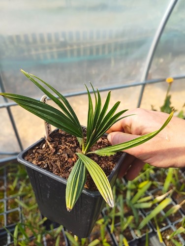 Trachycarpus fortunei t - x,