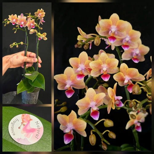 Phalaenopsis aromio allura - aromio, "allura