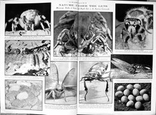 Old Print Damaged 1930 Nature