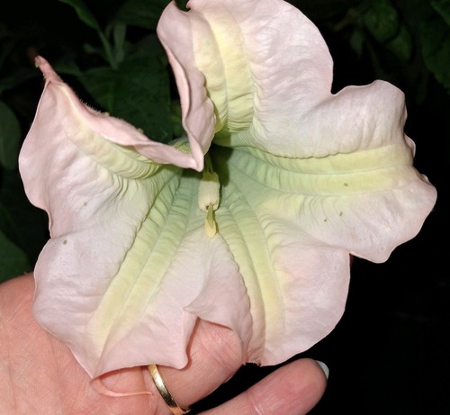 Brugmansia pink angel trumpet - angel,