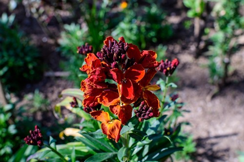 Wallflower fire king seeds - wallflower, –