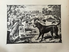 Antique Dog Print c1880 – Deerhound, Foxhound, Bloodhound – Field Sports