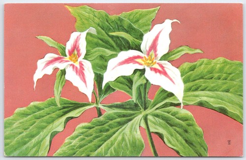 1957 painted trillium - painted,