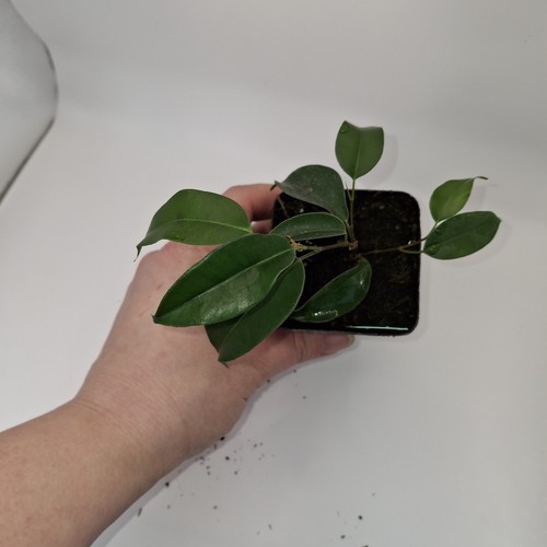 Ficus benjamina house plant - ficus,