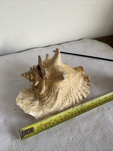 Large vintage conch shell - large, 23