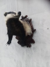 badger MELES MELES taxidermy