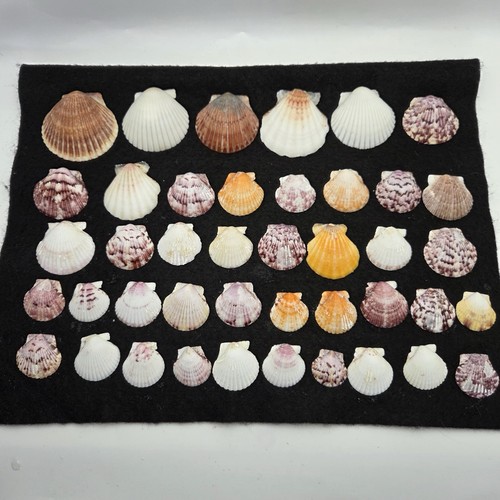 Mix calico other scallop - +,