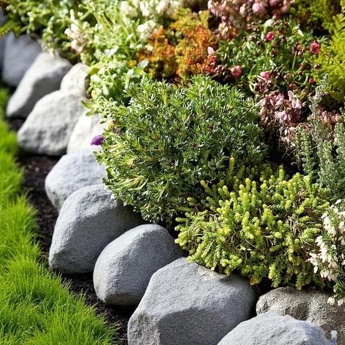 Alpine rockplant mix pack - alpine,