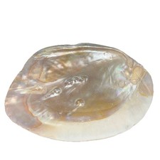  Abalone Shell 15cm