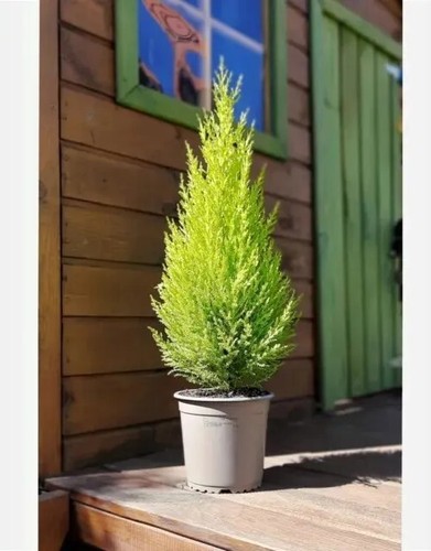 Cupressus wilma goldcrest - cupressus,