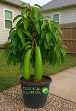 Long Neck Avocado Tree –
