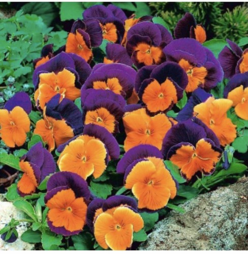 100 viola pansy - 100,