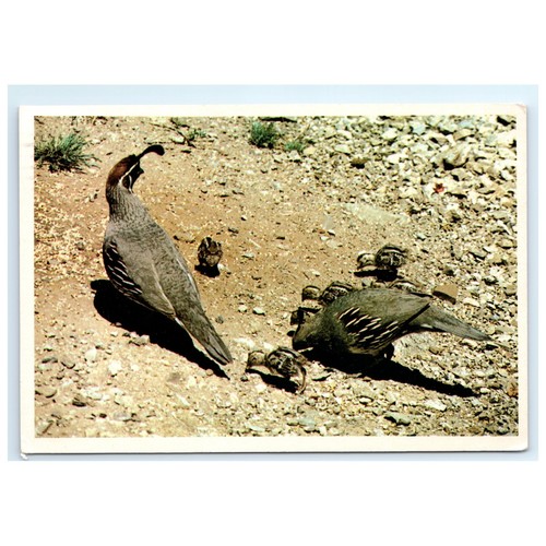 Postcard arizona gambel quail - gambel,