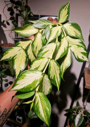 Hoya polyneura inner - 🌿polyneura,
